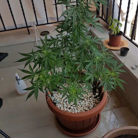 Ymir growlog timeline photo