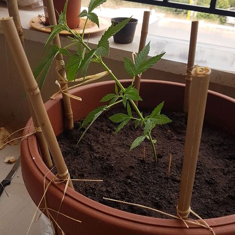 Ymir growlog timeline photo