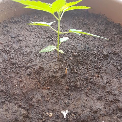 Beirut growlog timeline photo