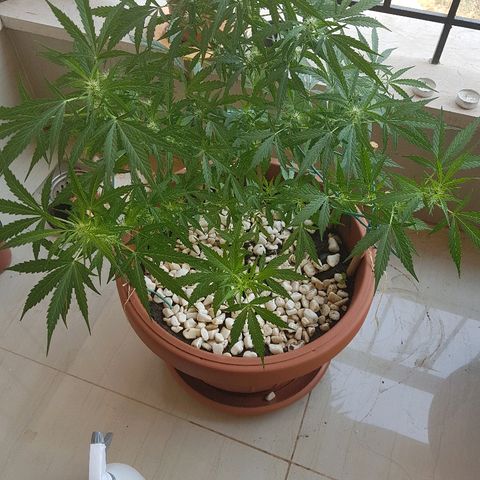 Ymir growlog timeline photo