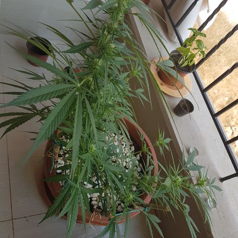 Ymir growlog timeline photo