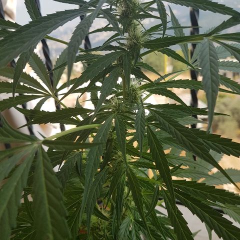 Ymir growlog timeline photo