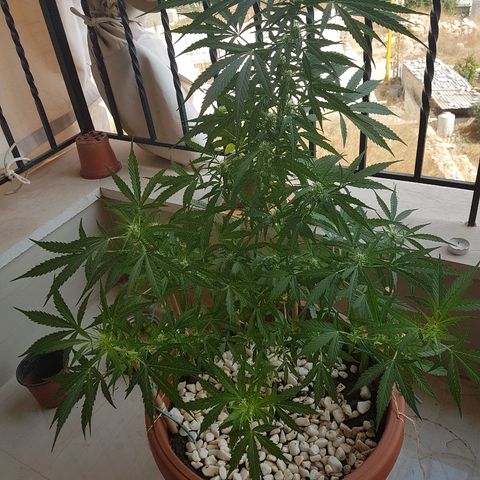Ymir growlog timeline photo