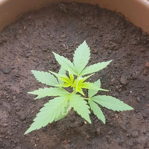 Beirut growlog timeline photo