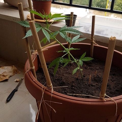 Ymir growlog timeline photo