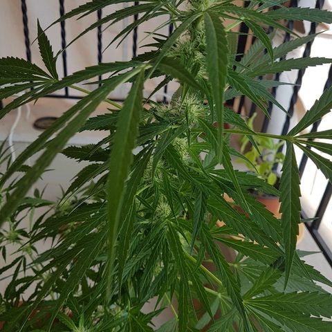 Ymir growlog timeline photo
