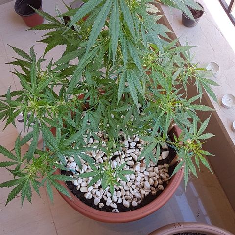 Ymir growlog timeline photo