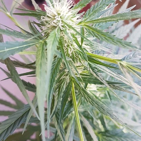 Ymir growlog timeline photo