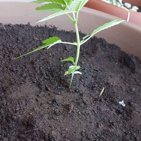 Beirut growlog timeline photo
