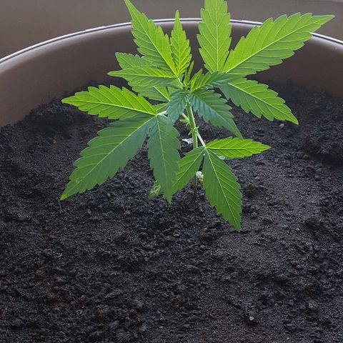 Beirut growlog timeline photo