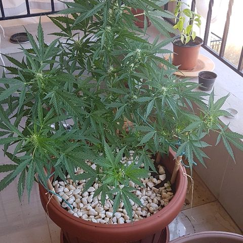 Ymir growlog timeline photo