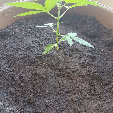 Beirut growlog timeline photo