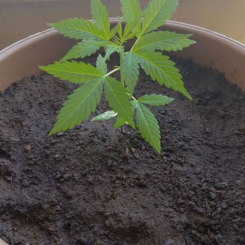 Beirut growlog timeline photo