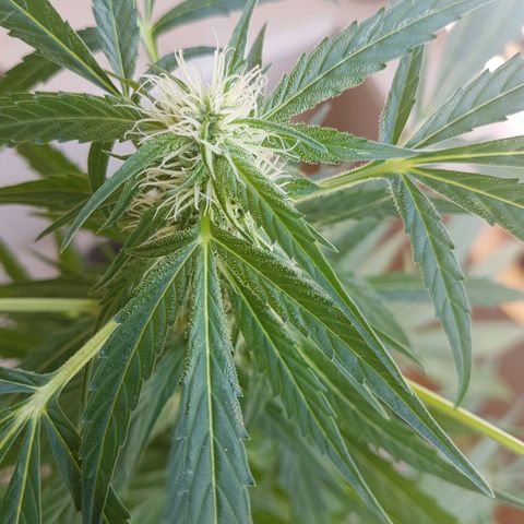 Ymir growlog timeline photo