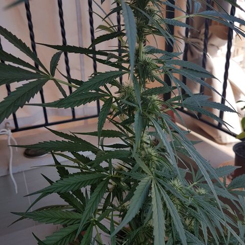 Ymir growlog timeline photo