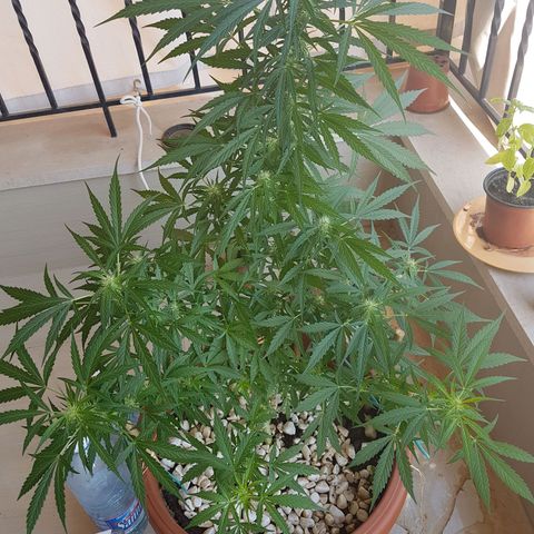 Ymir growlog timeline photo