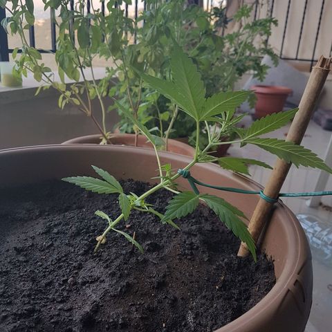 Beirut growlog timeline photo