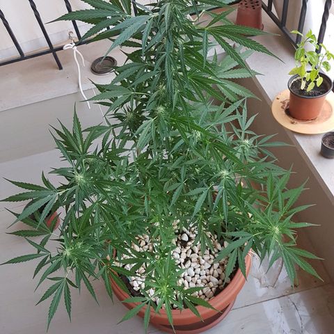 Ymir growlog timeline photo