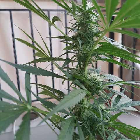 Ymir growlog timeline photo