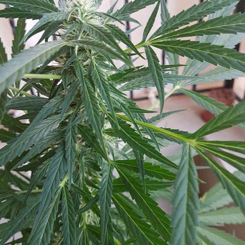 Ymir growlog timeline photo