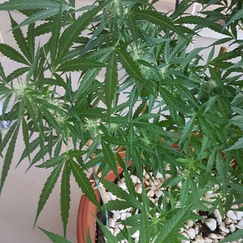 Ymir growlog timeline photo