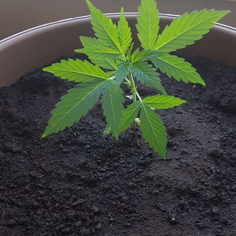 Beirut growlog timeline photo