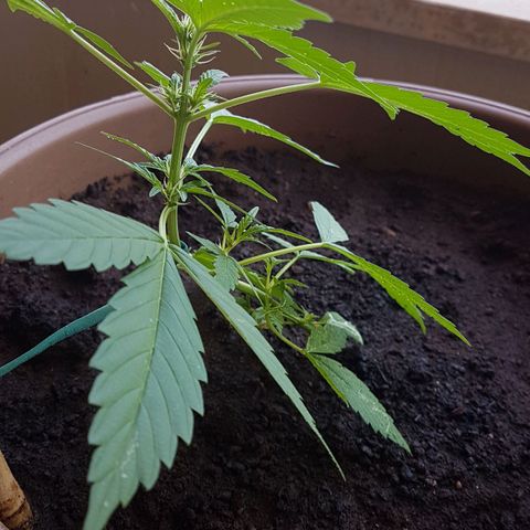 Beirut growlog timeline photo