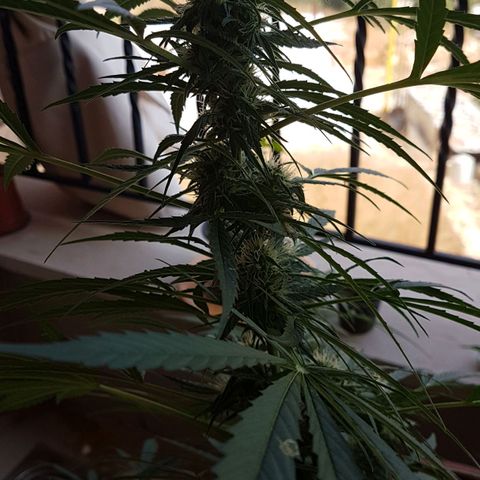 Ymir growlog timeline photo
