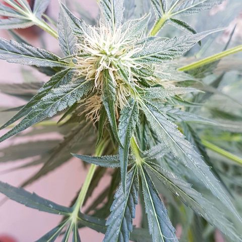 Ymir growlog timeline photo
