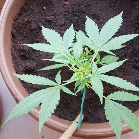 Beirut growlog timeline photo