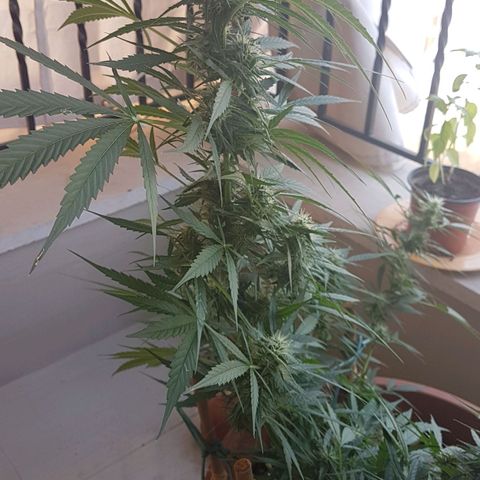 Ymir growlog timeline photo