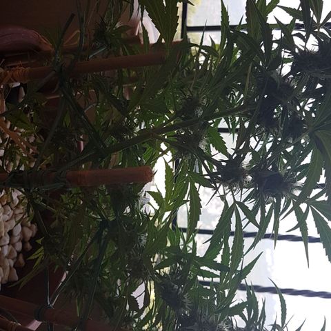 Ymir growlog timeline photo