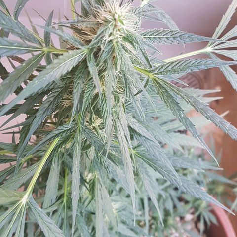Ymir growlog timeline photo