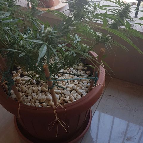 Ymir growlog timeline photo