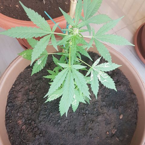 Beirut growlog timeline photo