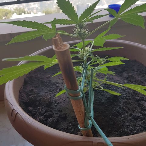 Beirut growlog timeline photo