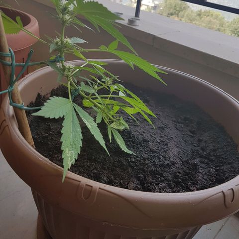 Beirut growlog timeline photo