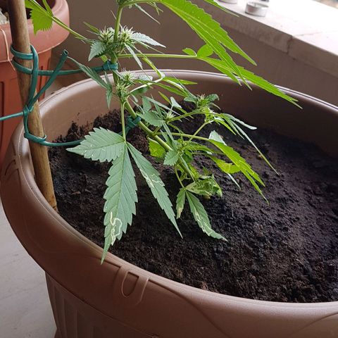 Beirut growlog timeline photo