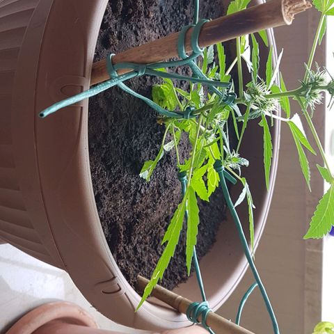 Beirut growlog timeline photo