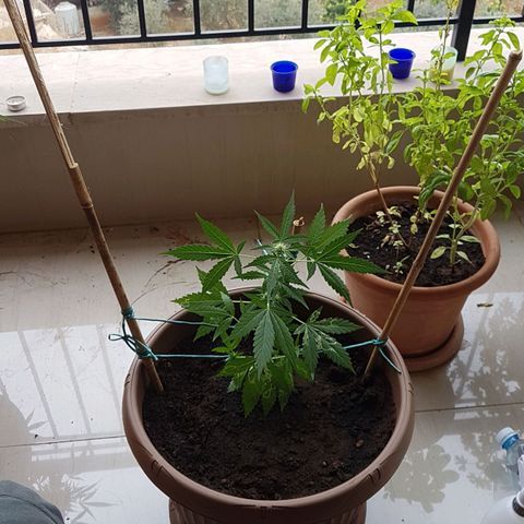 Beirut growlog timeline photo