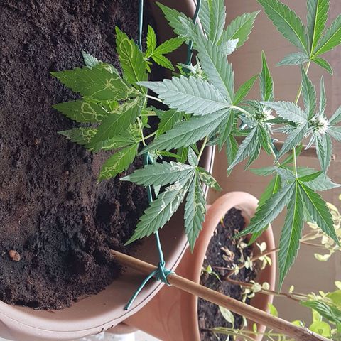 Beirut growlog timeline photo