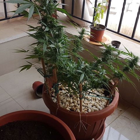 Ymir growlog timeline photo