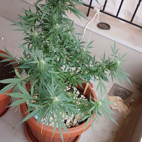 Ymir growlog timeline photo