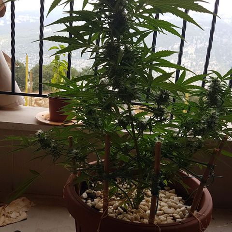 Ymir growlog timeline photo