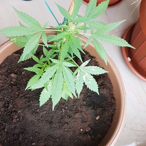 Beirut growlog timeline photo