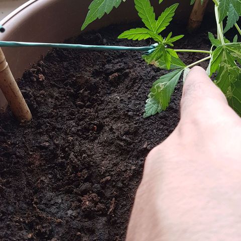 Beirut growlog timeline photo