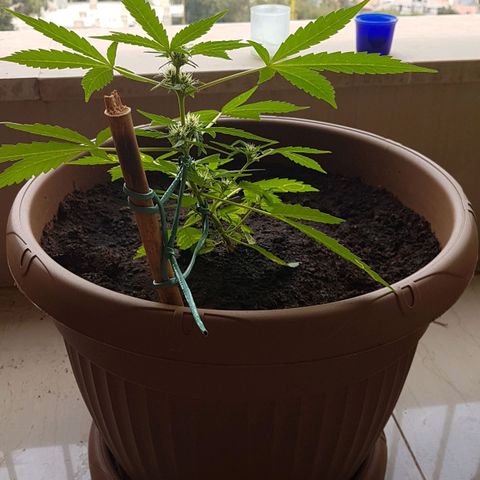 Beirut growlog timeline photo