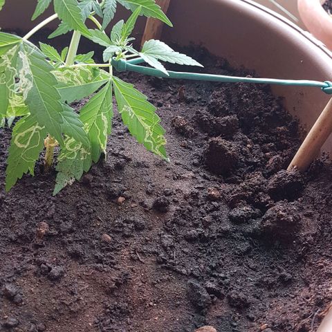 Beirut growlog timeline photo