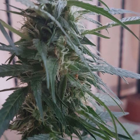 Ymir growlog timeline photo