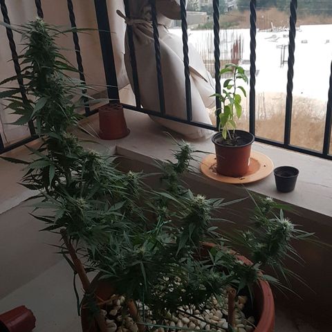 Ymir growlog timeline photo